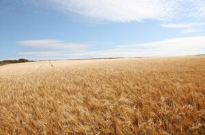 Photo Wheat field